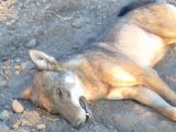 Vilks