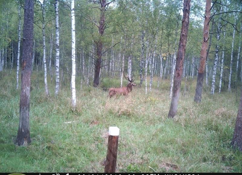 Mistiskais bullis