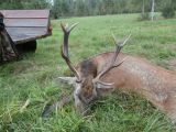 Briedis
