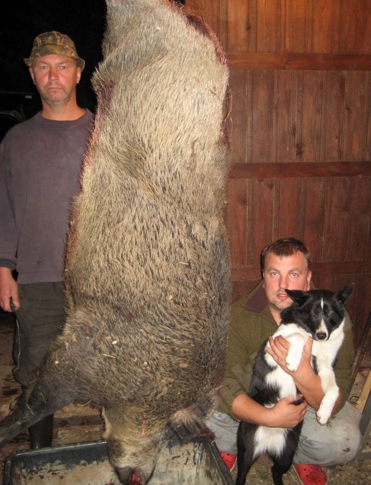 Kuilītis