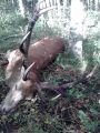 Mistiskais bullis 3