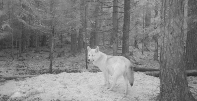 Vilks