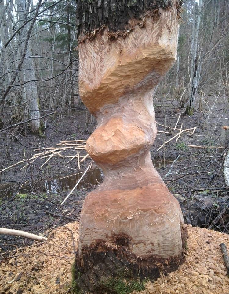trophy
