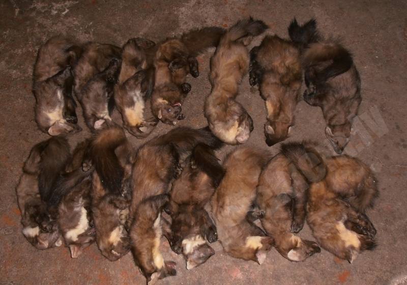 Caunas