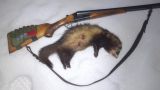 Skaistulis
