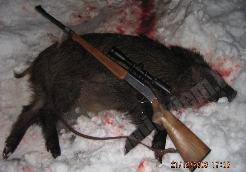 Mežacūka