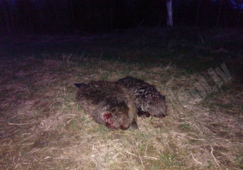 Vieni no pēdējiem pavasara sezonas bebriem