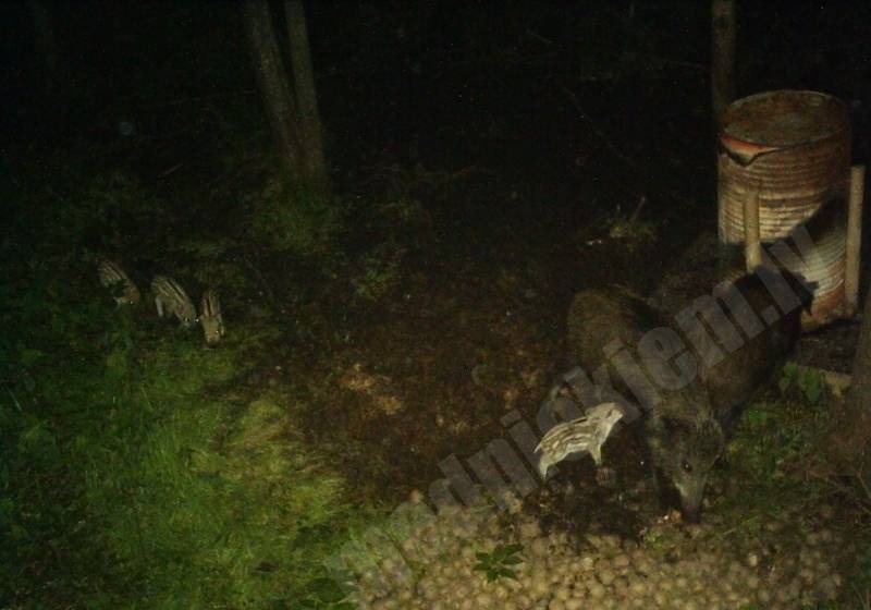 Pērnā gada cūciņa ar sivēniem