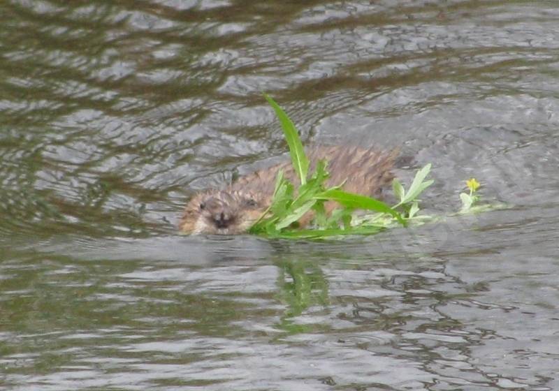 Bebrēns līgo