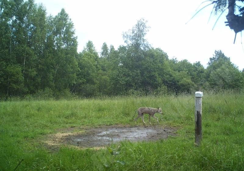 Ciemiņš barotavā!