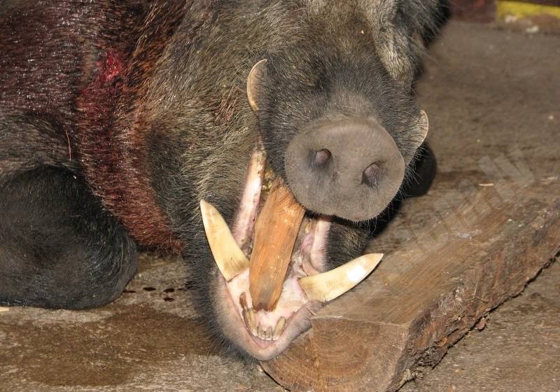 Tuvplānā
