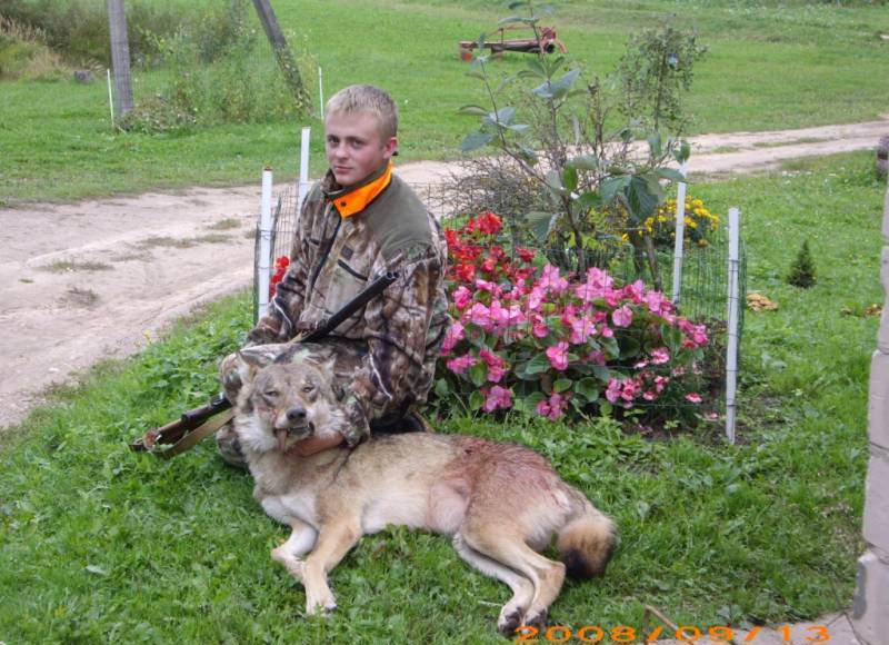 Vilks