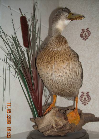 Mercene