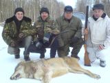 Vilks