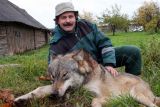 Vilks