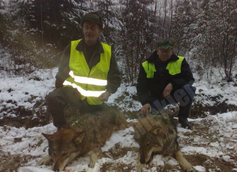 vilku medibas