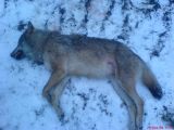 Vilks