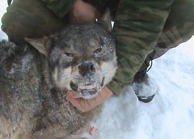 Vilks