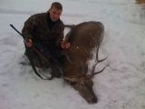 Staltbriedis
