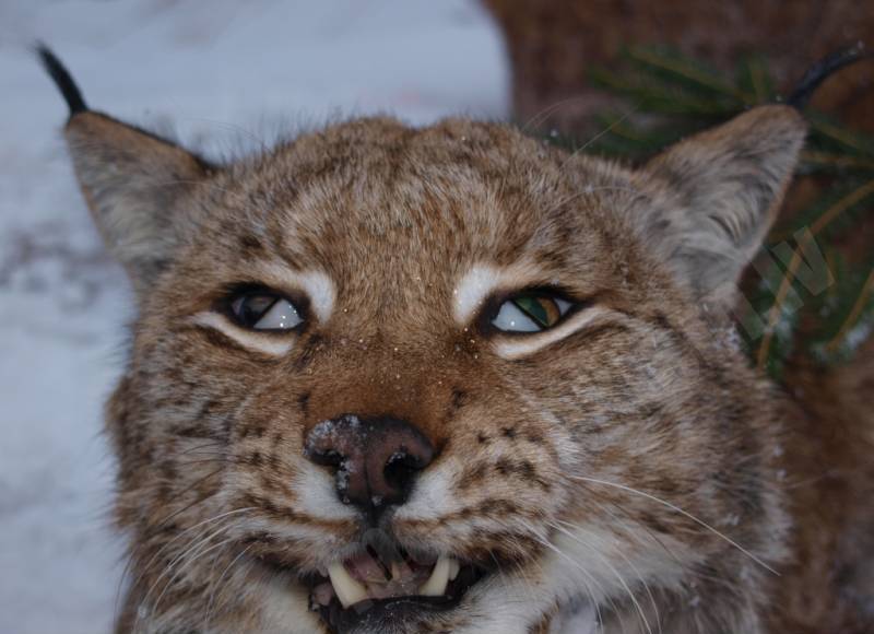 Lūsis