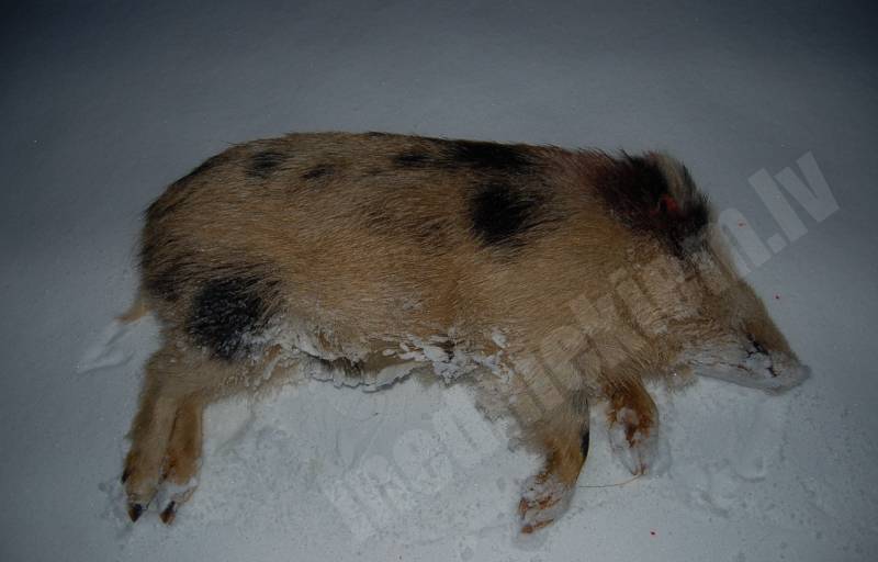 Mežacūkas sivēns