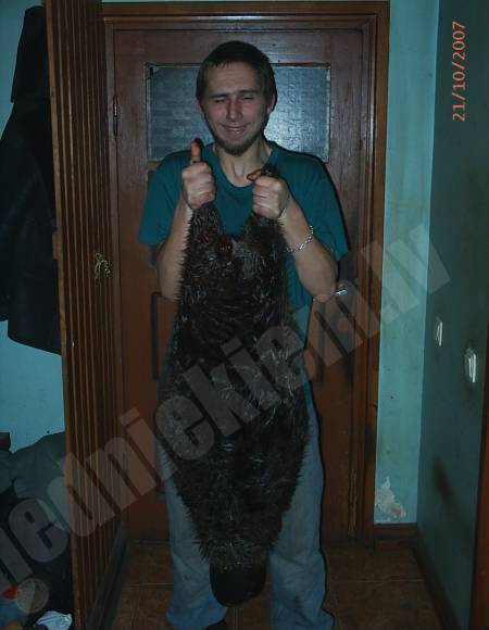 Bebra kungs!! 30kg