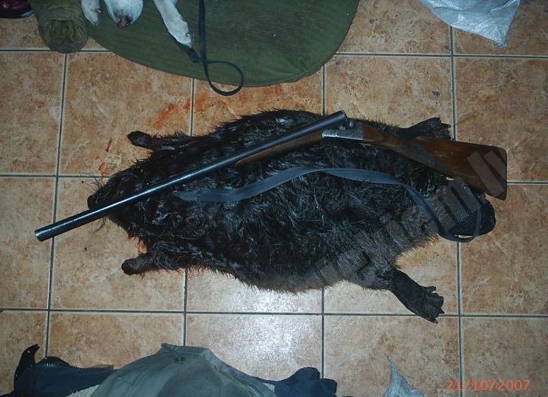 Bebra kungs!! 30kg