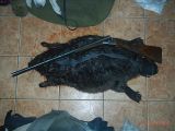 Bebra kungs!! 30kg