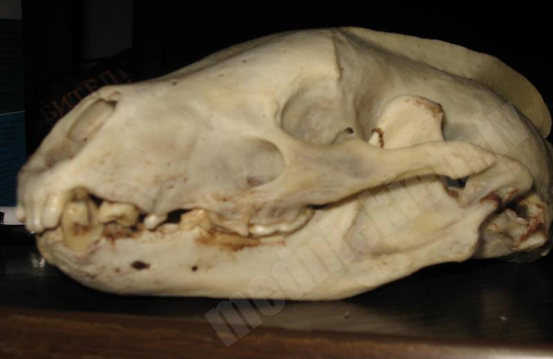 Āpšu vectētiņš