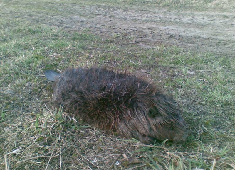 Kārtējais bebrs