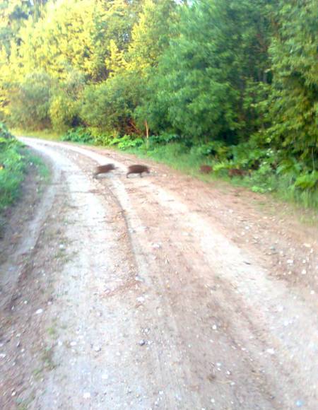 Sivēni