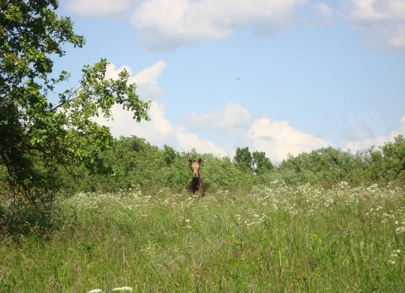 Aļņa govs