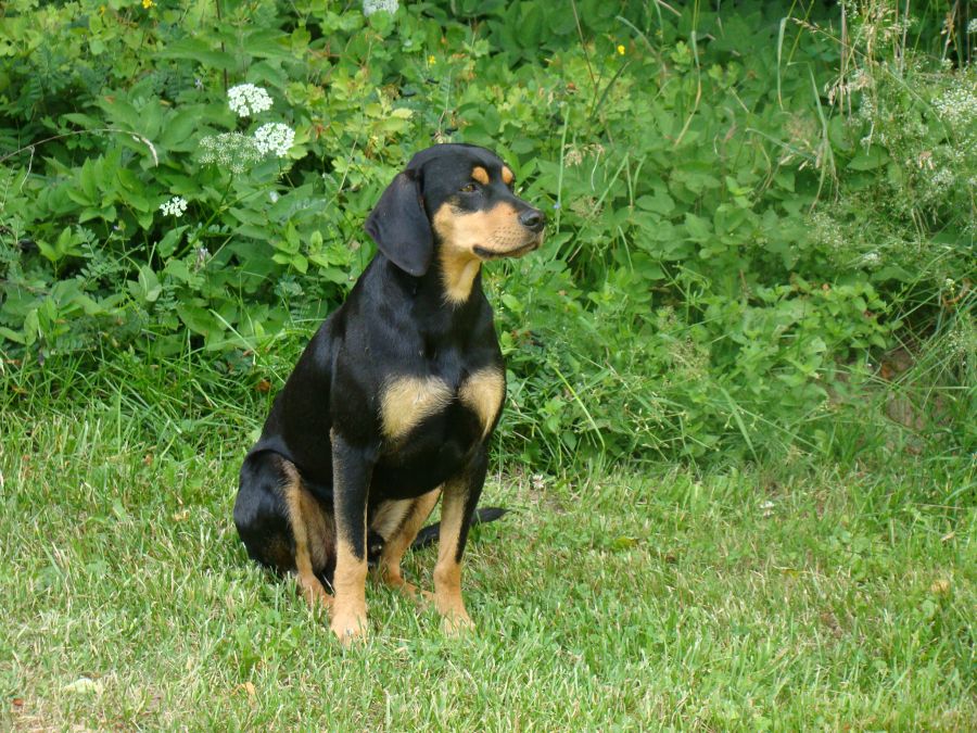Bruno