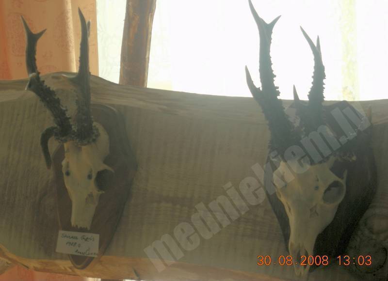 Trofejas