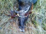 Bullis