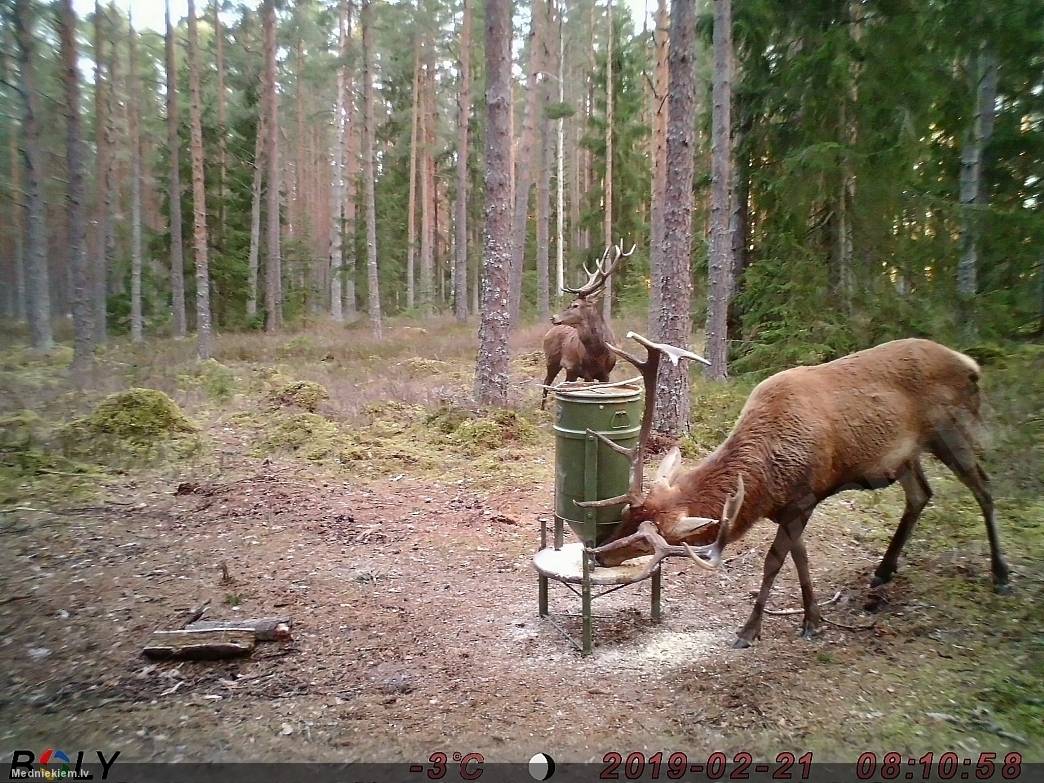 Staltbriedis