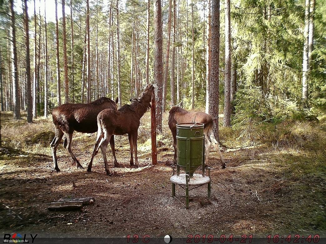 Aļņi