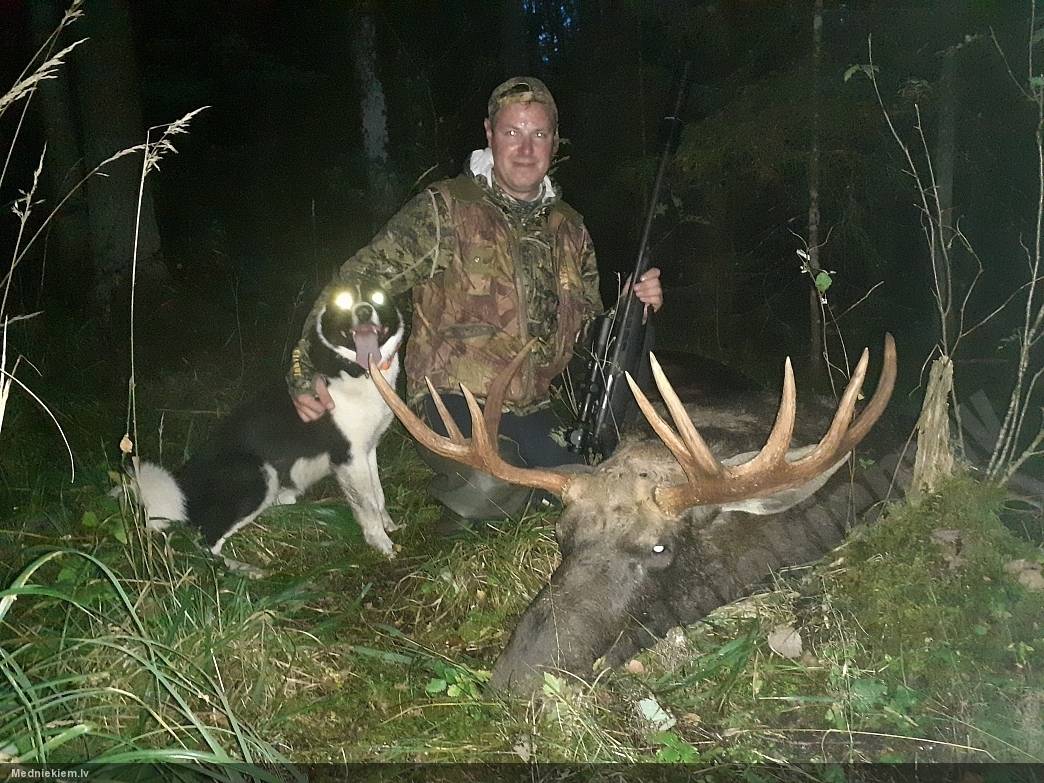Aļņa bullis