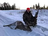 Whitetail