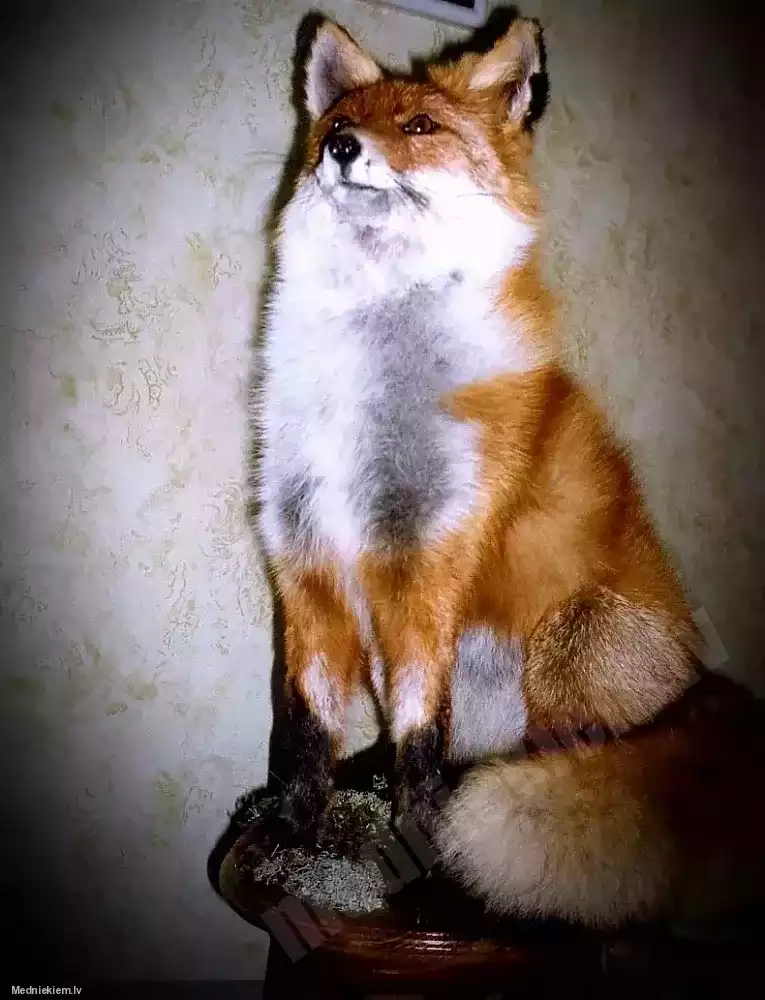 Lapsa
