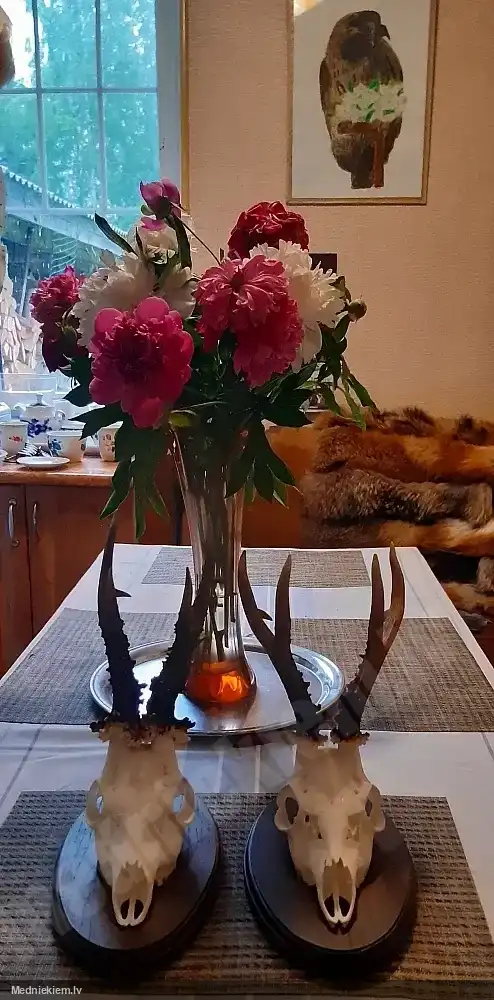Buka ragi