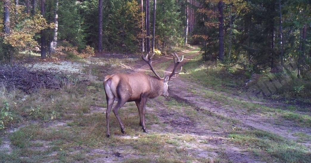 trophy