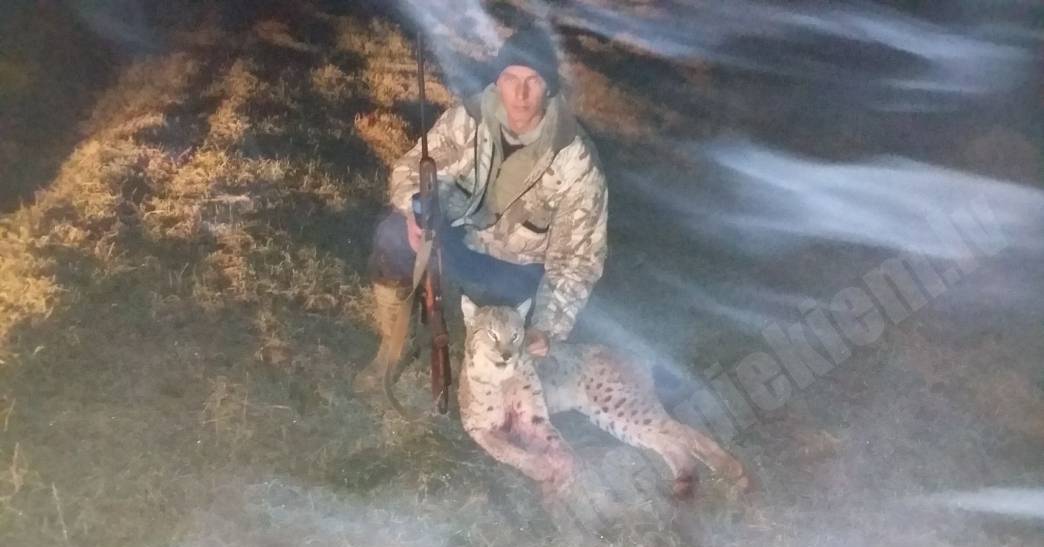 lūsis lynx рысь