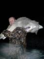 vilks