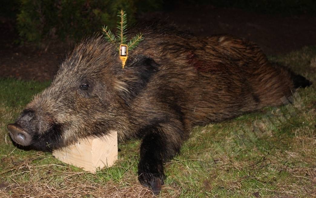 Cūku sezona atklāta:)