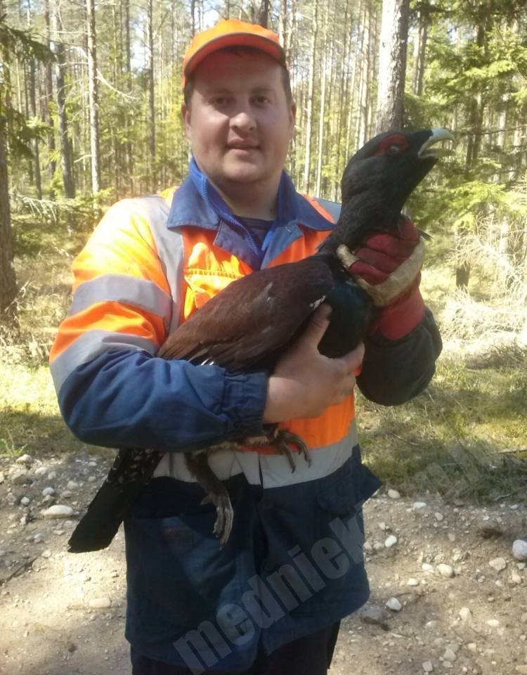 smukulis