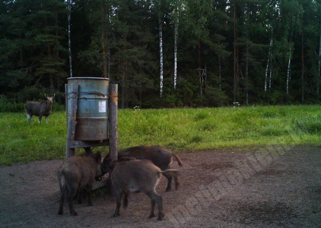 Rindā pie brokastu galda.