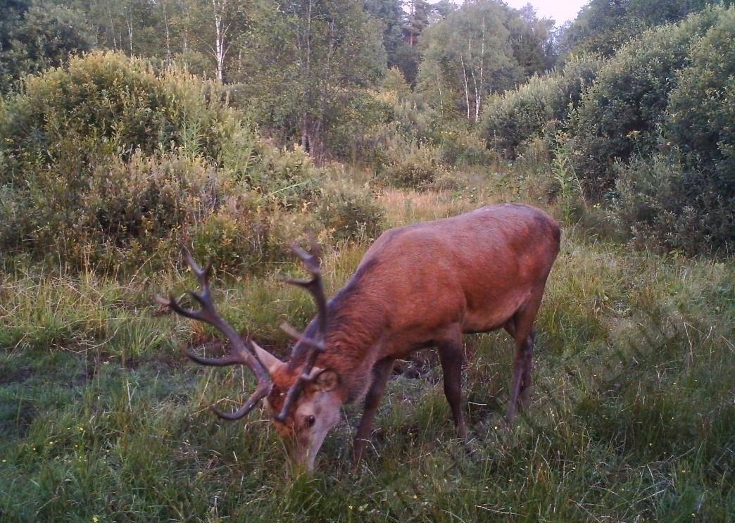Staltbriedis