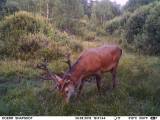Staltbriedis