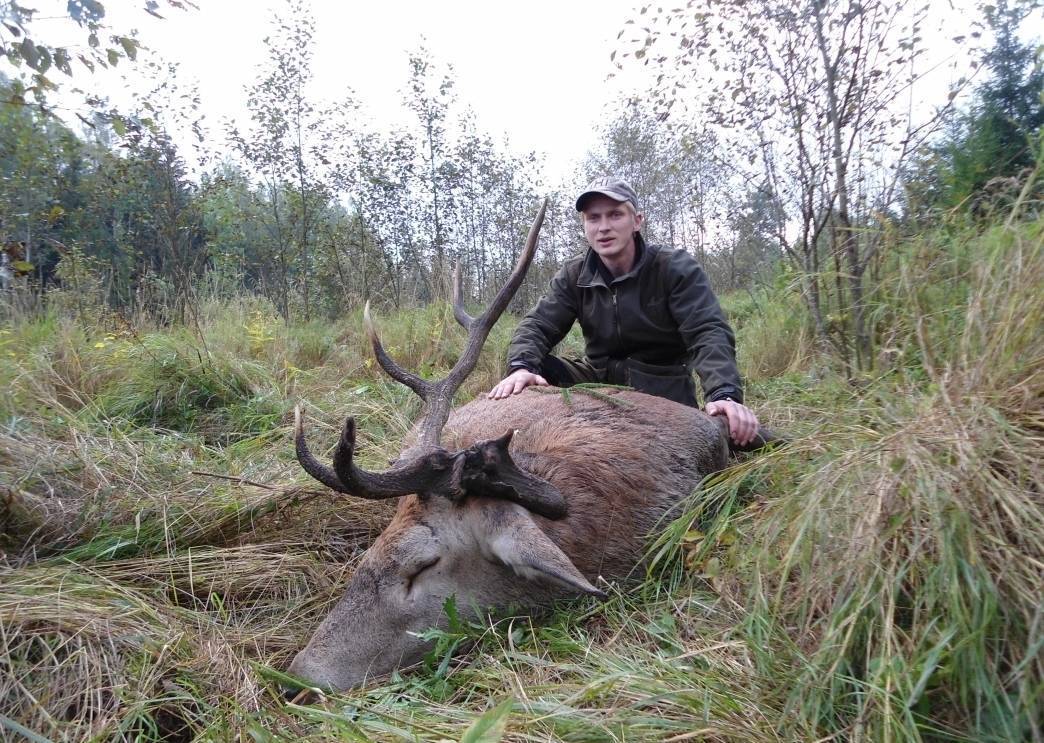 Baura bullis